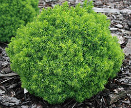 Ялина канадська Alberta Globe 4 річна, Ялина канадська Альберта Глобе, Picea glauca Alberta Globe, фото 3