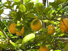 Лимон Новавантазький 30-35 см. Кімнатний