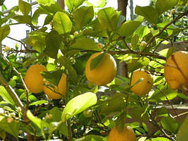 Лимон Новавантанський 35-40 см. Кімнатний