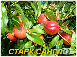 Нектарин "Старк Сангло"