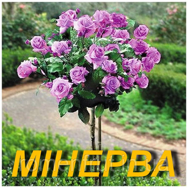Троянда "Мінерва" (штамб) (ЗКС), фото 1