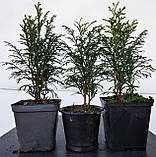 Туя західна Смарагд Р9 16-20 см (Thuja occidentalis Smaragd), фото 4