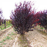 Саджанці сливи розтопирена НІГРА (двохлітній), фото 3