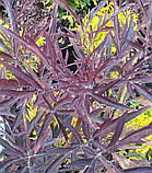 Бузина пурпурна "блек лейс" (сажінці), фото 2