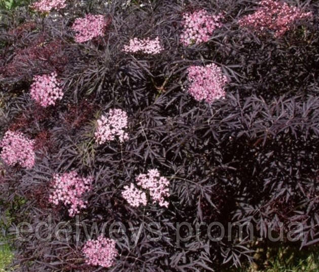 Бузина пурпурна "блек лейс" (сажінці), фото 1