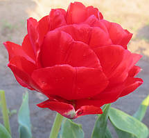 Арт-набір Карнавал, 9 цибулин махрових тюльпанів, фото 5