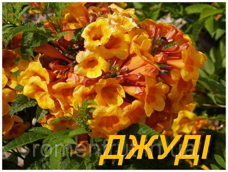Кампсис, що вкорінюється "Джуді" (ЗКС)
