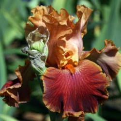 Ірис Autumn Harvest Відбиранням Харвіст (Grosvenor 2003) (саджанці)