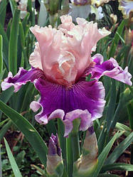 Ірис Beauty Contest Б'юті Контест (Black 2013) (саджанці)