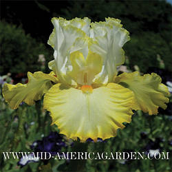 Ирис Better Than Butter Бетте зен Батте (Black 2010) (саженцы)