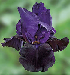 Ірис Black Market Блек Маркет (саджанці)