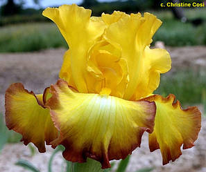 Ірис Bold Vision Болд Вижин (Kerr 2000) (саджанці)