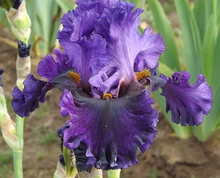 Ірис Boldly Go Болдли Гоу (Blyth 2013) (саджанці)