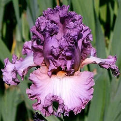 Ірис Bolshoi Великий (Keppel 2008) (саджанці)