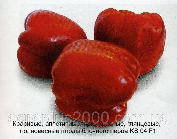 Насіння Перець солодкий Катан F1 (KS 04 F1),  500 насінин Kitano Seeds