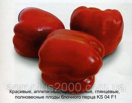 Насіння Перець солодкий Катан F1 (KS 04 F1), 500 насінин Kitano Seeds, фото 1