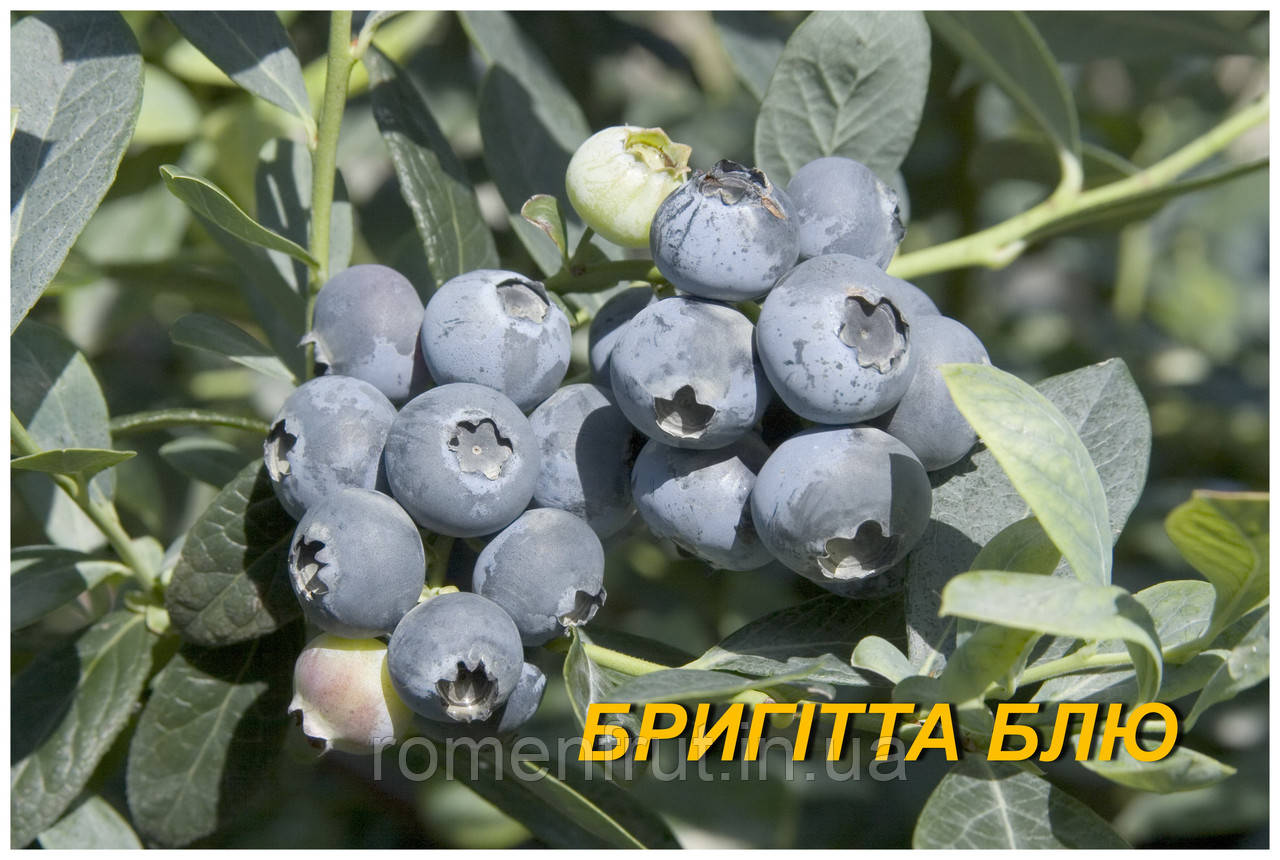 Чорниця "Бригітта Блу" (ЗКС), фото 1