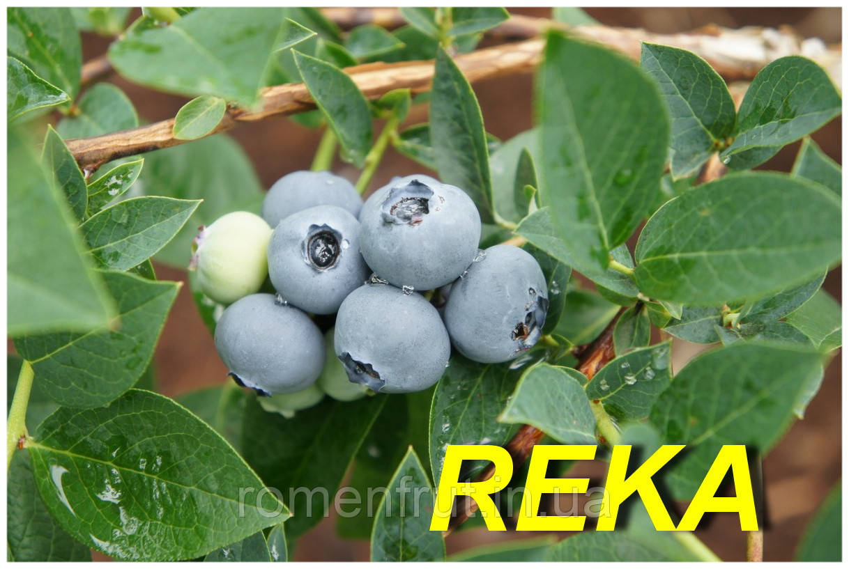 Чорниця "Река" (ЗКС) 4 р.