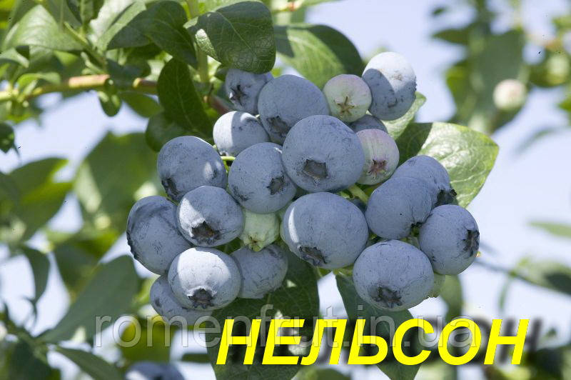 Чорниця"Нельсон" (ЗКС) 3 р.