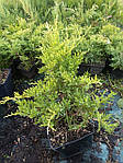 Ялівець середній, Juniperus media 'Gold Star', 50 см., фото 6