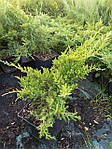 Ялівець середній, Juniperus media 'Gold Star', 50 см., фото 3