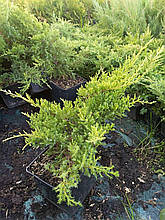 Ялівець середній, Juniperus media 'Gold Star', 40 см.