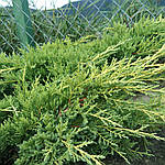 Ялівець середній, Juniperus media 'Gold Star', 50 см., фото 5