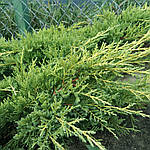 Ялівець середній, Juniperus media 'Gold Star', 50 см., фото 4
