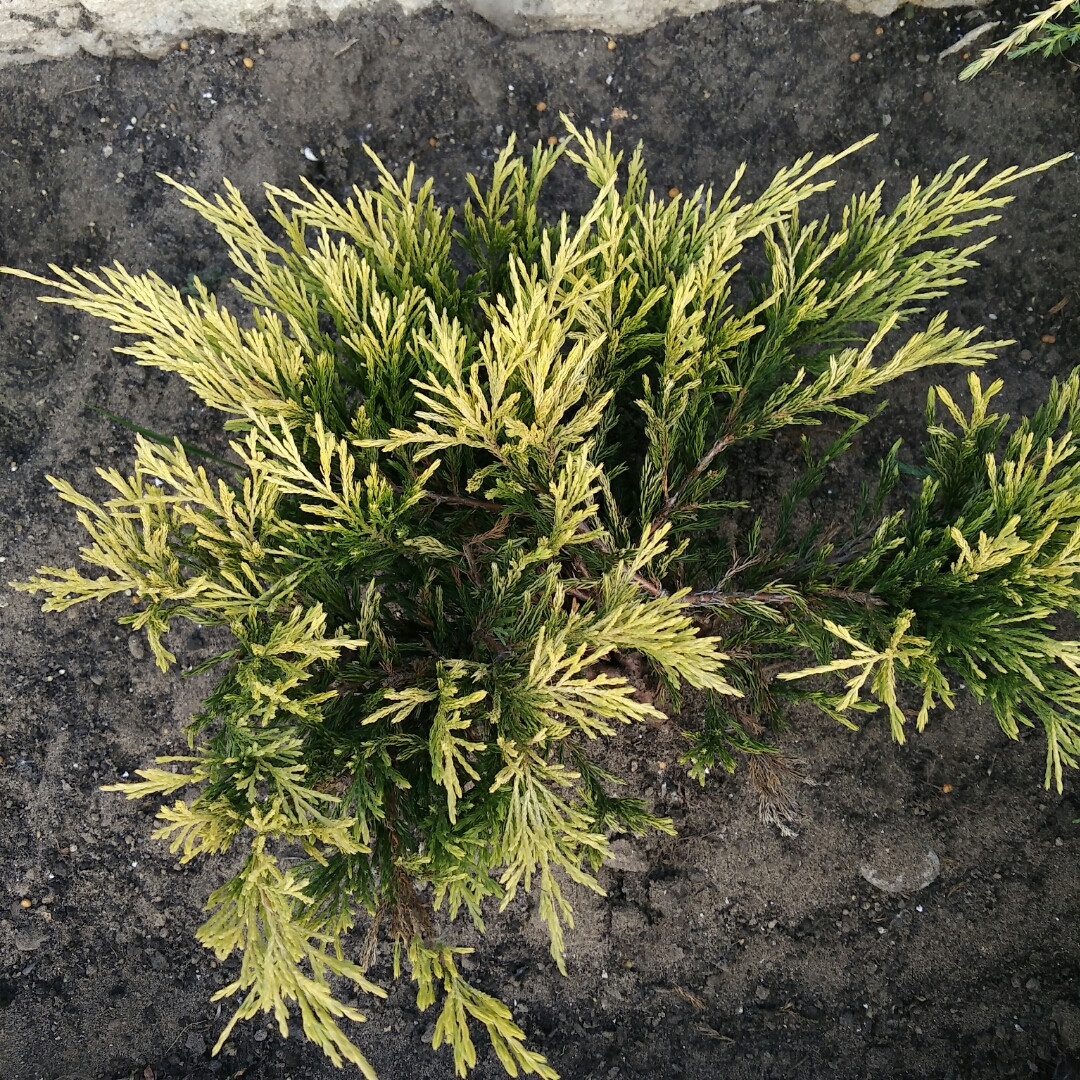 Ялівець горизонтальний лаймглоу, Juniperus horizontalis 'Limeglow', 30 см