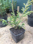 Тис ягідний, Taxus baccata 'Elegantissima', 50 см,, фото 9