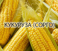 Кукурудза (сорго)