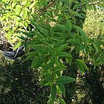 Форзиція середня, Forsythia x intermedia 'Lynwood', 230см, фото 5
