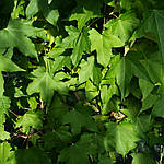 Ліквідамбар смолоносний, Liquidambar styraciflua, Амброве дерево, 200 см, фото 10