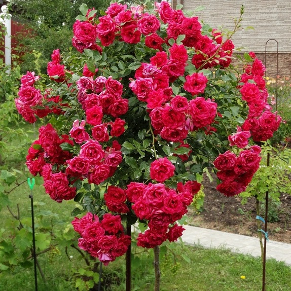 Саджанці штамбової троянди Мона Ліза - Mona Lisa, фото 1