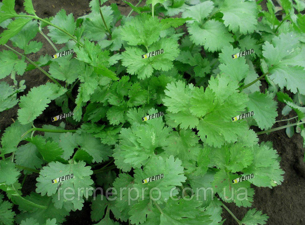 Коріандр Лонг Стендинг (кінза) 1кг, Semo, фото 1