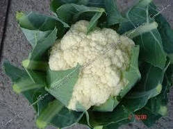 Цвітна капуста Піонер насіння 250 Італія