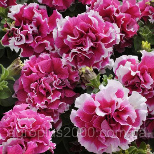 Насіння Петунія махрова крупноквіткова Пірует F1 Рожева Пікоті 500 насінин Pan American