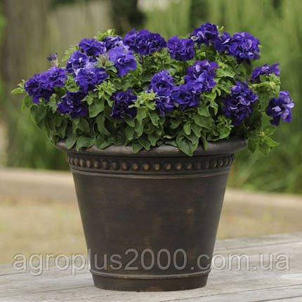 Насіння Петунія махрова крупноквіткова Каскад F1 Синя 500 драже Pan American, фото 1