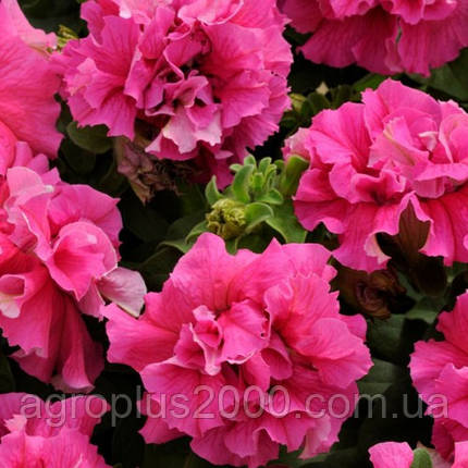 Насіння Петунія махрова крупноквіткова Каскад F1 Малинова 500 драже Pan American, фото 1