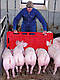 Панель для сортування і перегону свиней 94х76х3 см (середня) KERBL, фото 2