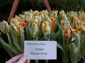 Тюльпан папуговий King Parrot 3 цибулинки, фото 2