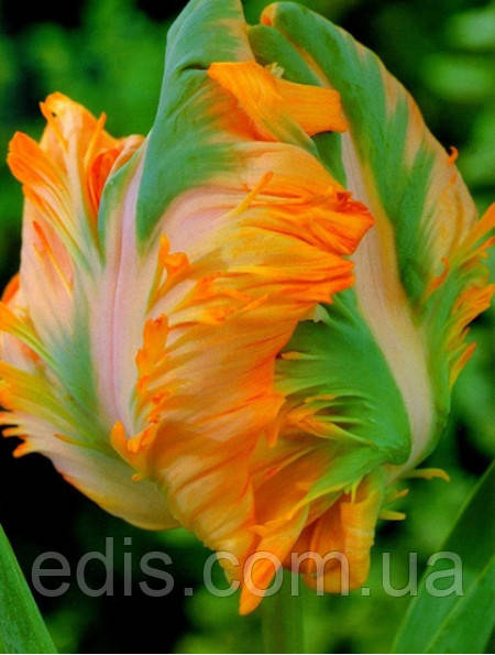 Тюльпан папуговий King Parrot 3 цибулинки