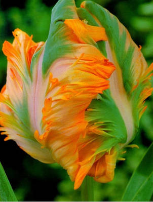 Тюльпан папуговий King Parrot 3 цибулинки, фото 1