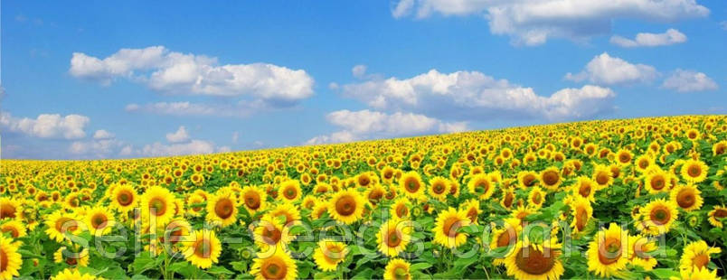 Класифікація соняшнику