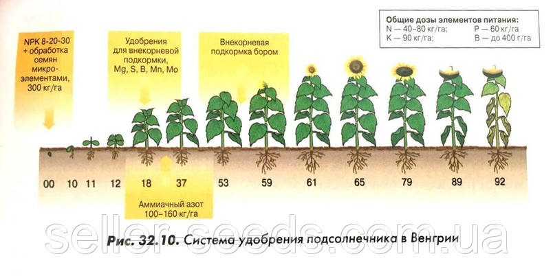 Технологічна схема вирощування соняшнику