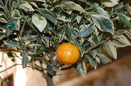 Каламондин/Цитрофортунелла (calamondin variagated) Варієгатний до 20 см. Кімнатний