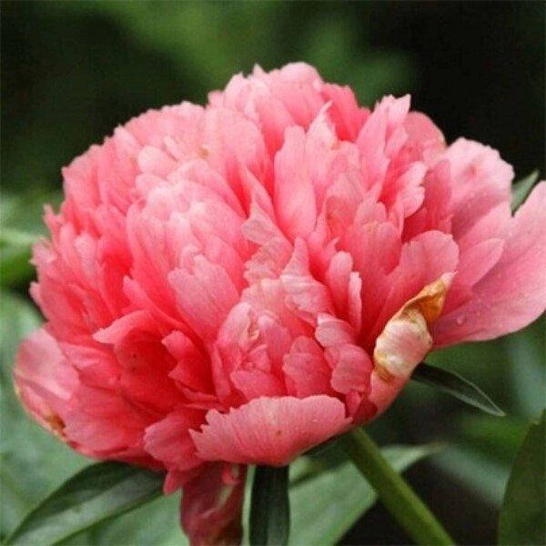 

ПИОН ТРАВЯНИСТЫЙ LORELEI (КОРНЕВИЩА).