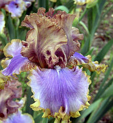 Ирис Bratislavan Братиславан (Mego 2010) (саженцы)