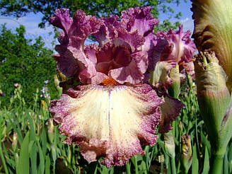 Ірис Brazen Beauty Бразен Б'юті (Meek 1994) (саджанці)