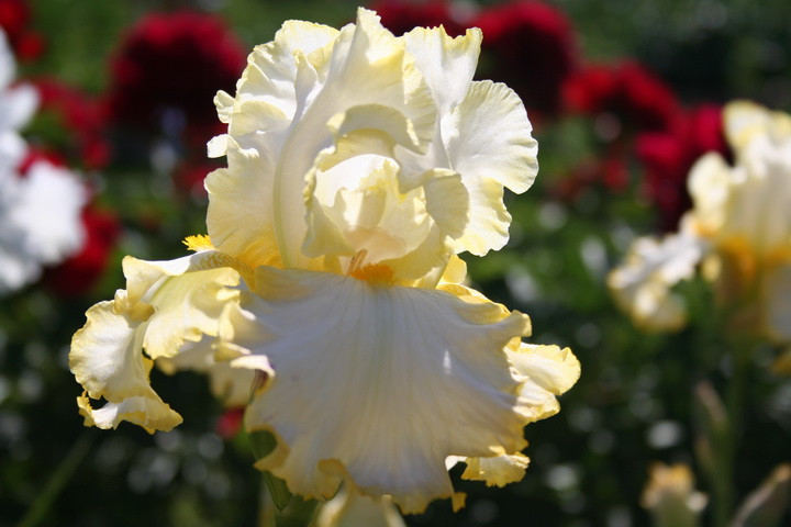Ирис Brides Halo Брайдез Хело (Мор 1973) (саженцы), фото 1